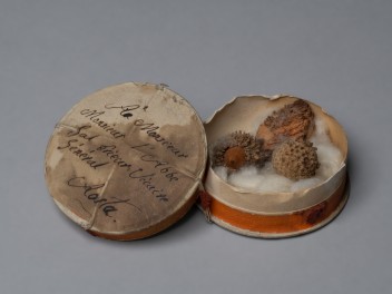 Petite boite contenant des graines, donnée au prieur Gal (© RAVA, photo Gonella)